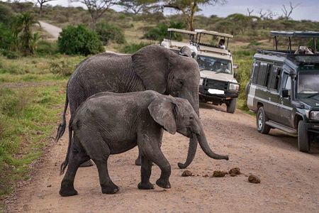 4-Day Amboseli National Park Safari on 4x4 Landcruiser Jeep