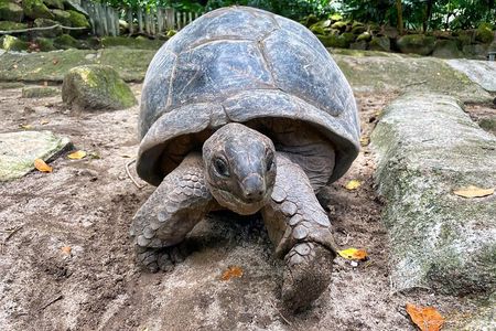 Private Half Day Mahe Island Tour 6 to 10 persons