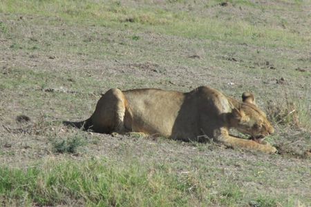 2 Days Taita Hills Salt Lick Private Safari