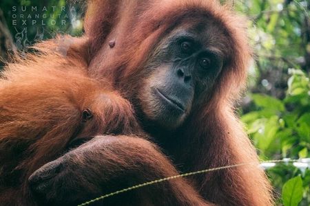 2 Days and 1 Night Ethical Jungle Trek
