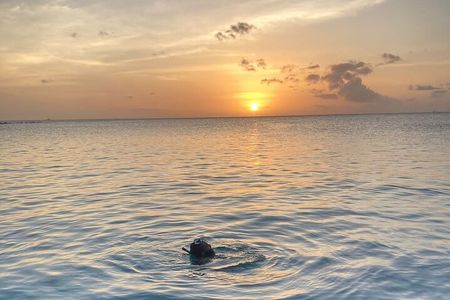Private Sunset and Snorkel Cruise