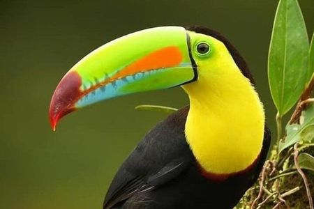 Nature walk in Curicancha Reserve 