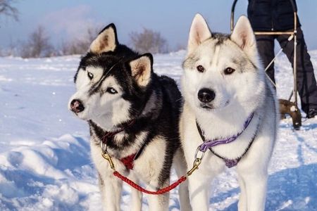 Husky Sledding Ride in Levi 5 KM