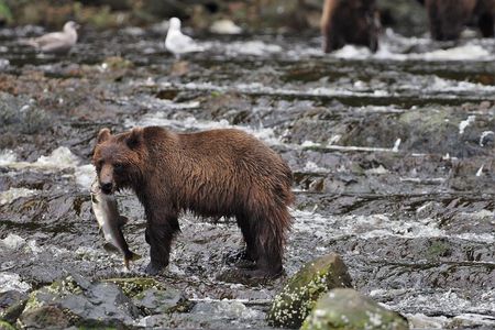 Waterfall Creek Brown Bear Viewing Juneau 