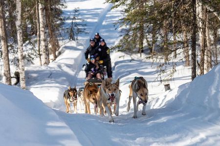 Dog Sledding Adventure in Willow, Alaska