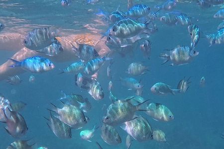 A snorkelling tour to Cebu’s Hilutungan