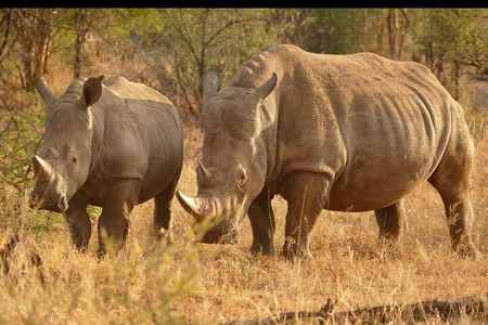 Half Day Rhino and Lion Park Closed Vehicle Game Drive 