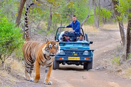 4-Day Private Delhi, Agra & Jaipur with Ranthambore Tiger Safari