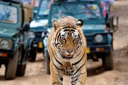 Taj Mahal & Tiger Safari: 2-Day Private Tour from Delhi