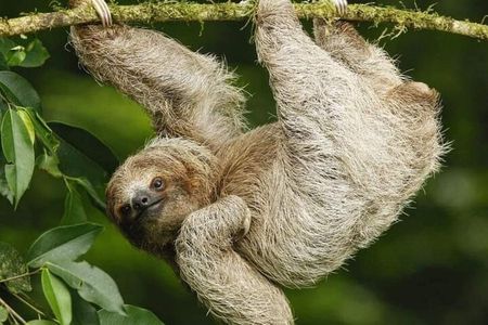 Private Sloth's Rainforest Tour & Llanos Del Cortez Waterfalls