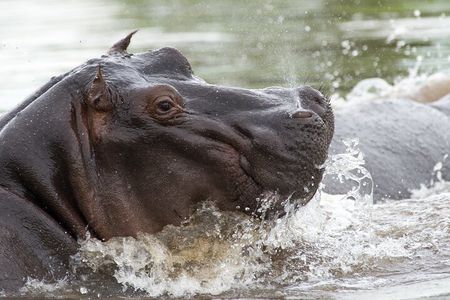 Chobe Day Trip from Victoria Falls