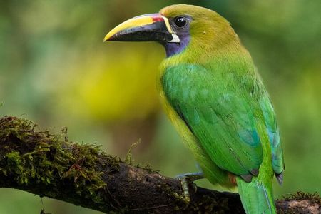 Guided Bird Watching Tour in Monteverde