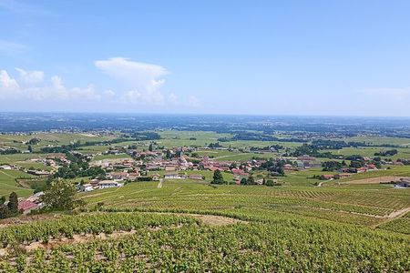 Beaujolais Day Guided Tour - Winery Tours and Tastings
