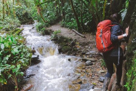 Trekking/Hiking/Acaime Cocora Valley from Pereira/Armenia