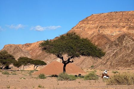 Sinai Valleys One Day Hiking Tour with Guide