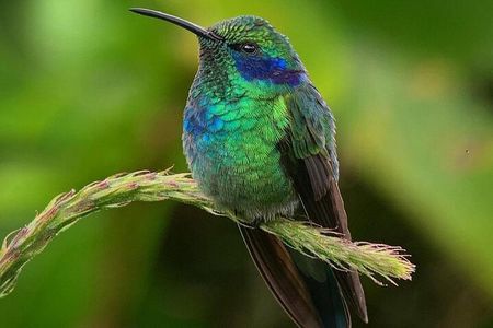 First steps into Birding In Monteverde 