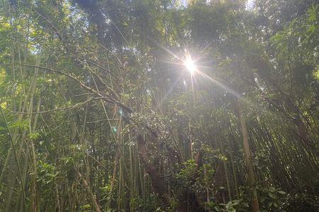 3 Hours Private Hiking and Bushwalking in the Aiea Loop Trail 