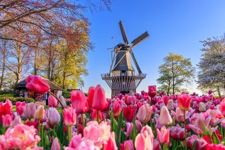 Amsterdam: Windmills, Marken, Volendam and Guided Keukenhof Visit