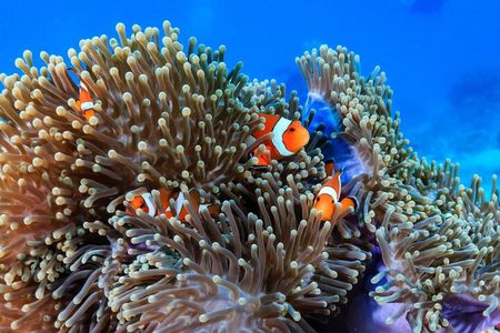2 Fun Dives in Racha Yai or Noi for Certified Divers