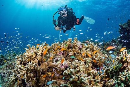 3 Fun dives in Phi Phi islands for Certified Divers