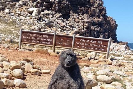 Private Tour: Penguins, Cape Point and Cape of Good Hope 