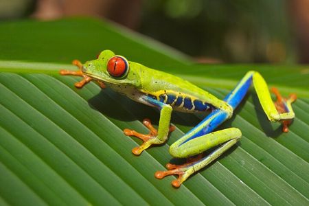 Tortuguero: Canoe Tour + Night Jungle Tour + Cerro Viewpoint Tour