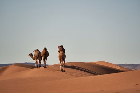 Morocco 8-Night Tour: Chefchaouen, Desert & Hot Air Balloon