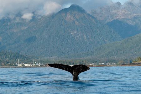 Sitka Scenic Marine Life & Seabirds Private Charter Eco-Tour