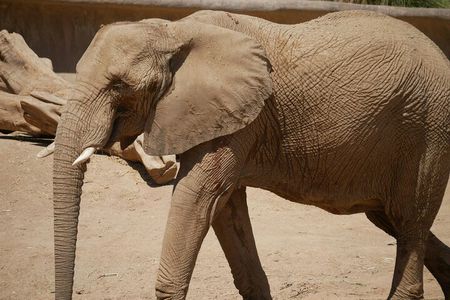 Private Ngorongoro Elephant Caves Hike and Waterfall Day Trip