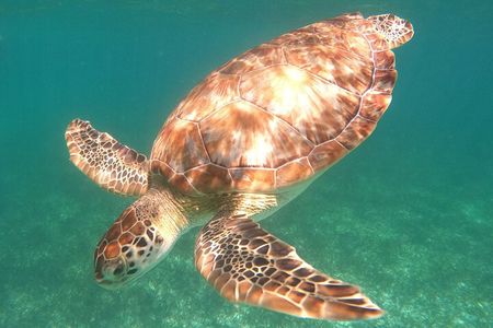  Snorkel Tour on the Costa Maya with experienced Guid