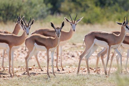 Windhoek Wildlife Expedition: A Journey Through Nature