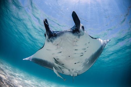 Best of Ningaloo Mantas and More