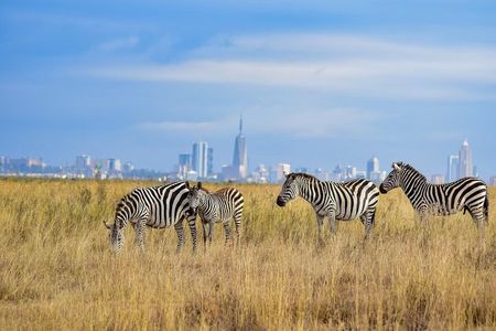 Private Overnight Masai Mara Safari Tour from Nairobi 4*4 Vehicle