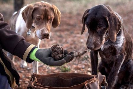 Truffle hunting tour from Rijeka