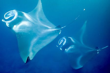 Late Night Manta Snorkel