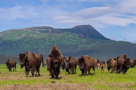 Wildlife Center with Lunch & Local Beer Sampling - Winter&Summer