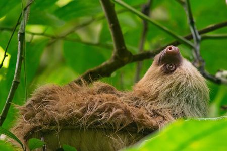 Sloth and Monkey Wild Life Tour 