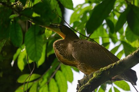 Tour of sloths, exotic birds, frogs.