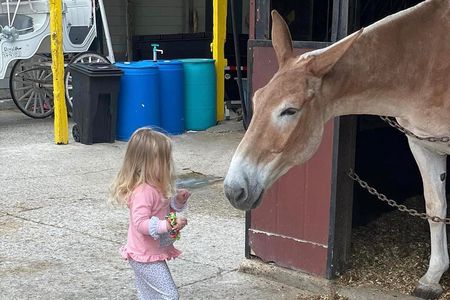 Mules in New Orleans Barn Tour