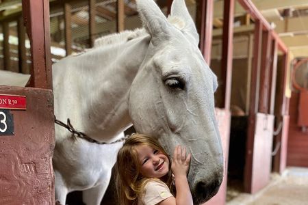 Mules in New Orleans Barn Tour