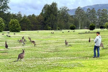 WILD Wombat and Kangaroo Day Tour, All Inclusive