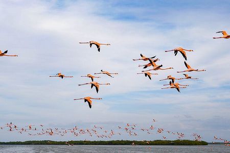 Boat tour in Río Lagartos Natural Reserve, with Food