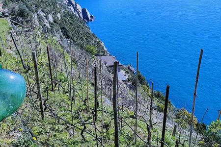 Vineyard Tour with Wine Tasting in Cinque Terre