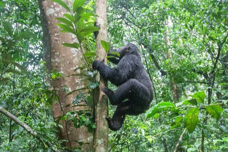 8 Days Uganda Primates Safari