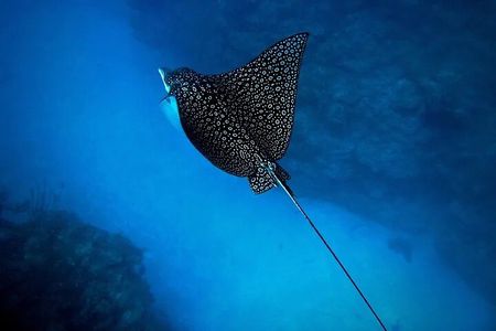 An Eagle Ray and Turtle Tour-Small Groups & Photography Included