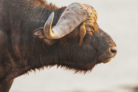 From Victoria falls Sunrise to sunset safari Chobe national park