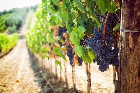 Wine tasting in the Vesuvius national park