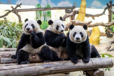 See Panda Guangzhou Chimelong Safari Park and Circus Private Tour