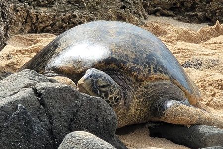 Oahu Fun Circle Island Tour With Pickup 