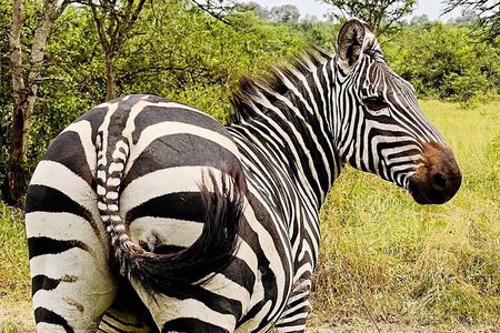 1 Day Lake Mburo National Park Safari
